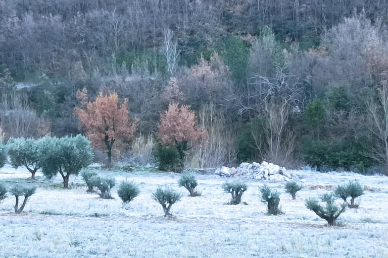 Replanted ancient olive trees