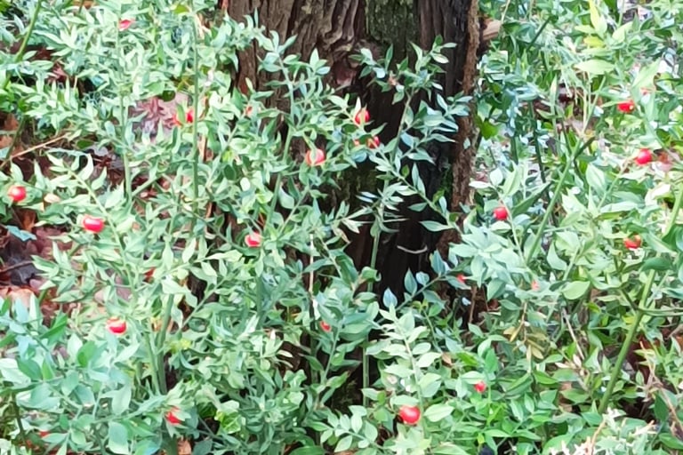 The Fragon or false holly