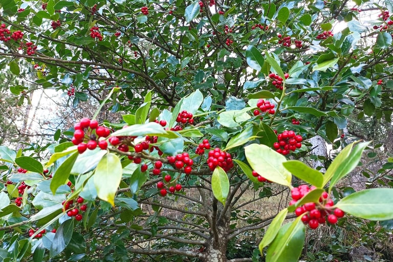 Holly berries
