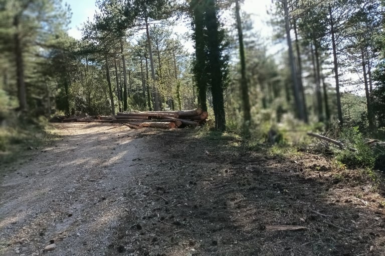 The road into the forest
