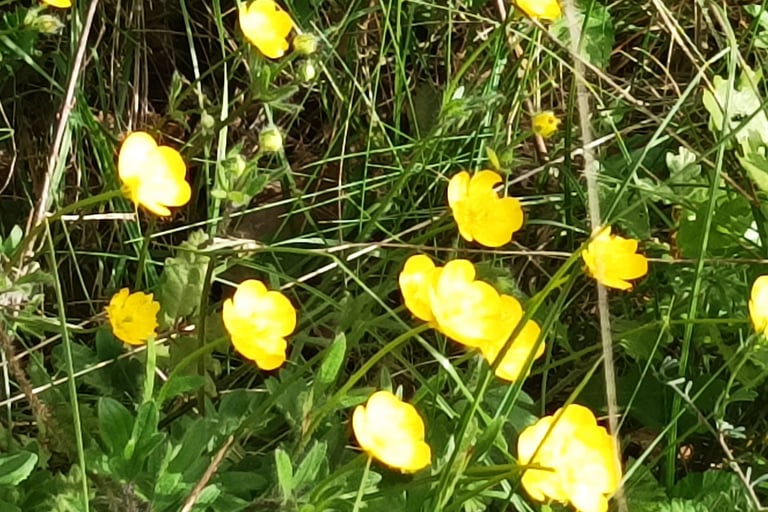 Golden Buttercups