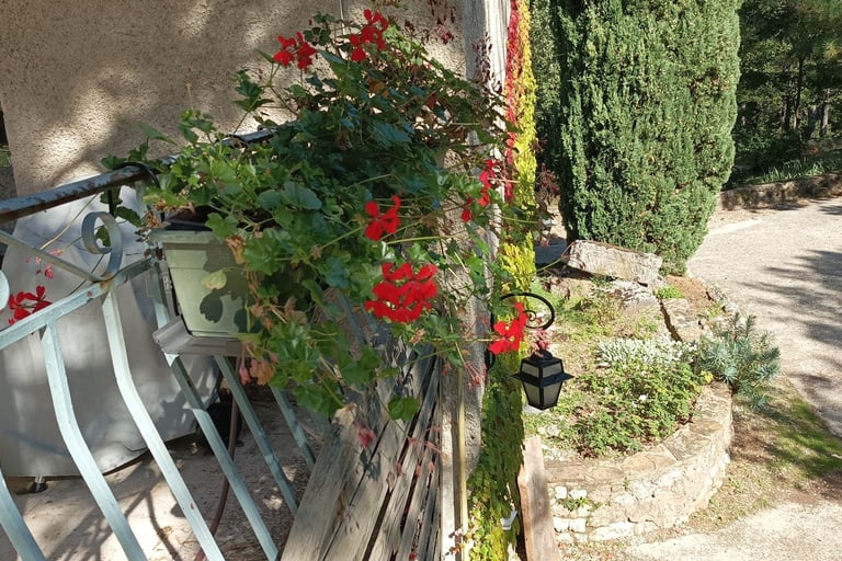 geraniums are brightrning our balconies once more.
