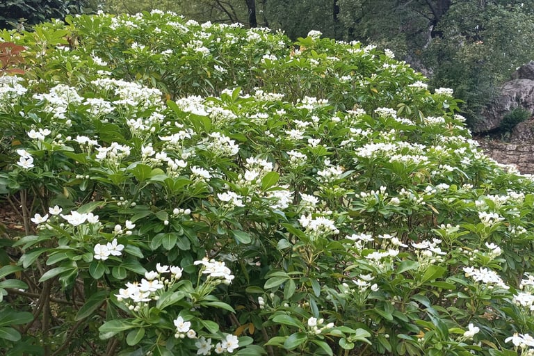 Choisya ( or known as Mexican Orange.)