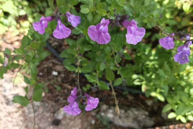 Sage flowers