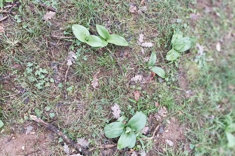 What are these  leaves appearing?