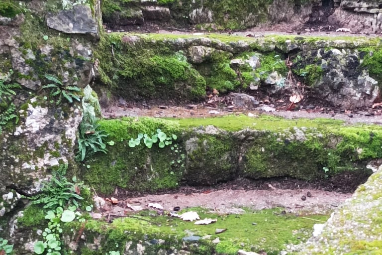 Moss covers everything