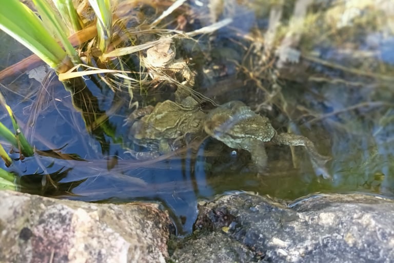 A pair of toads gather near the water iris. 