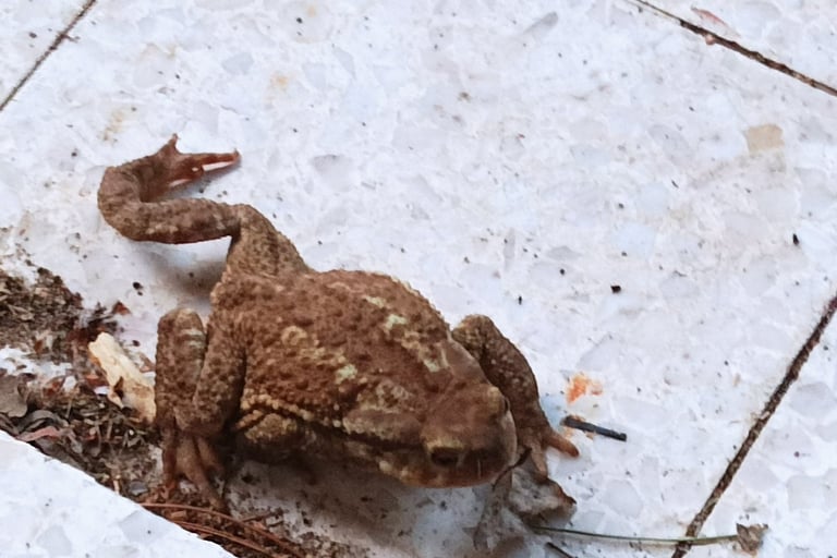 A female toad strolls by 