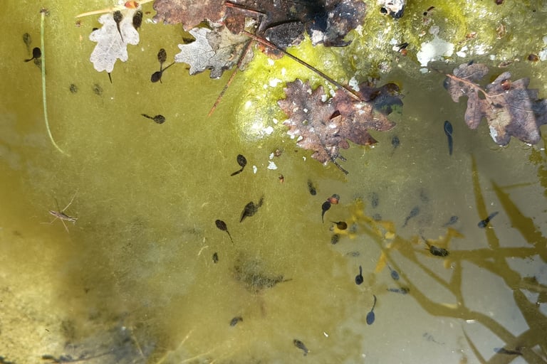 Tadpoles or should one say toadpoles?