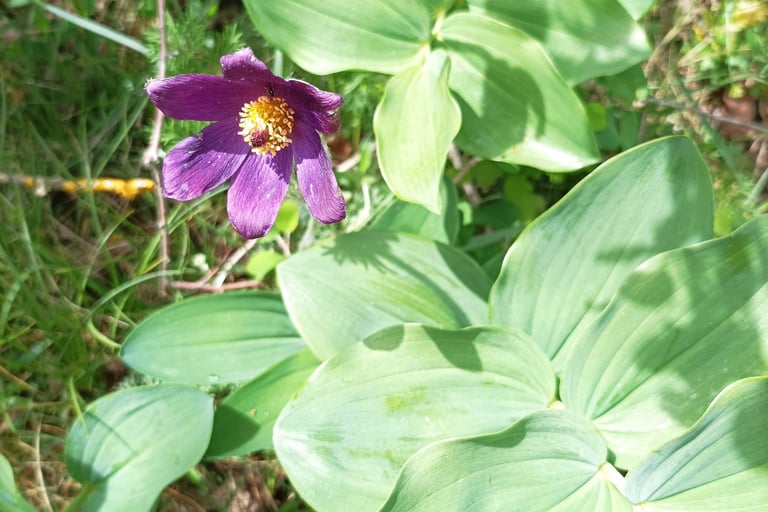 Pasque flower growing alongside Solomon's Seal.
