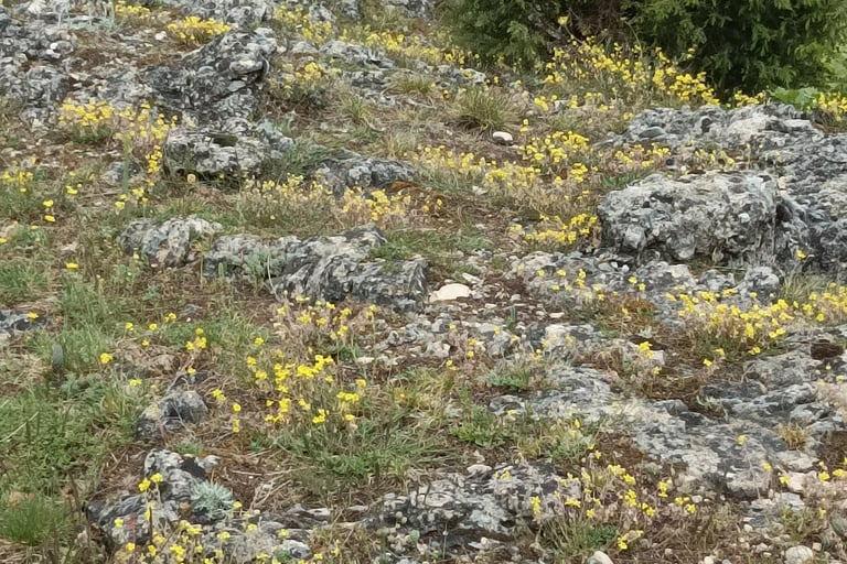 Yellow rock rose was everywhere