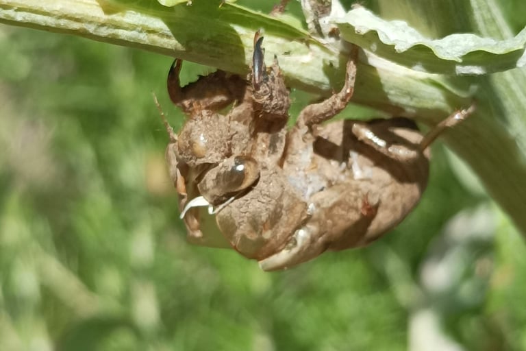An abandoned cicada nymph's shell