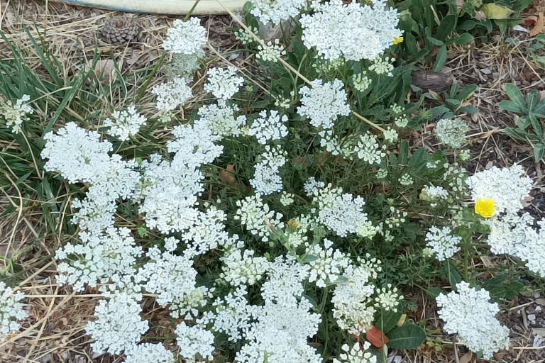 Carrot flower