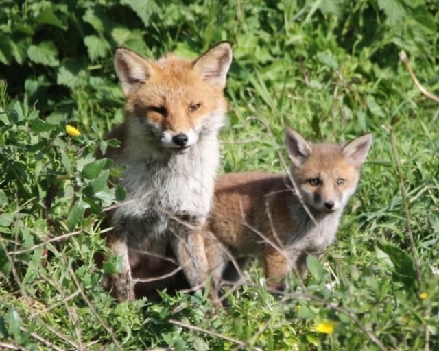 Thanks to Claire for this picture of a fox and its cub