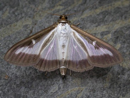 Box tree moth