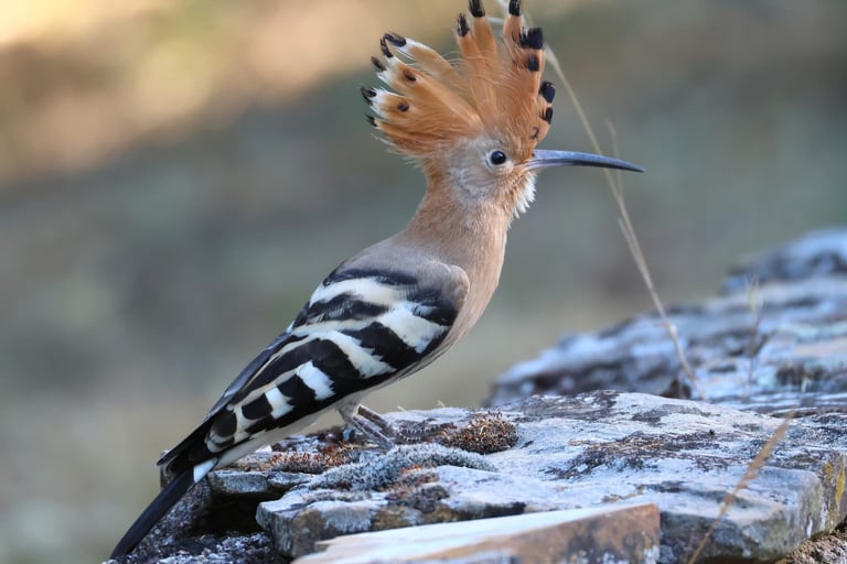 What a handsome crest