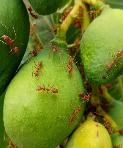Red fire ants