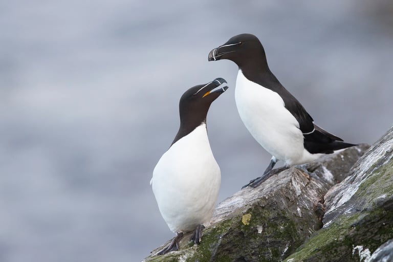 Genuine  Pingouins tordas, (or Razorbills)