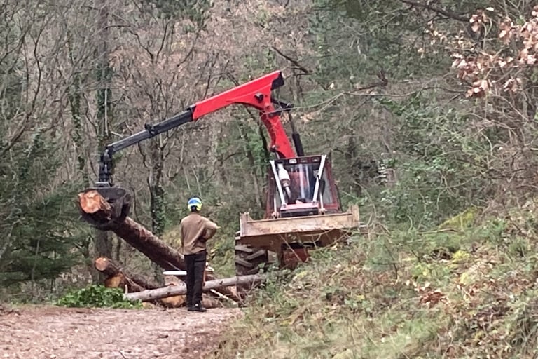 Handling the felled trees