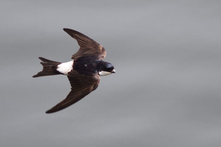 The house martin.