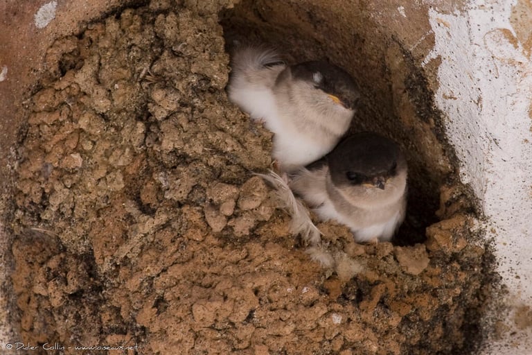 House martin fledglings in their nest under the eaves.