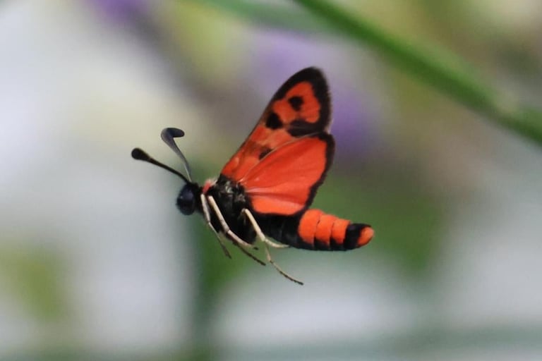 The Burnet moth