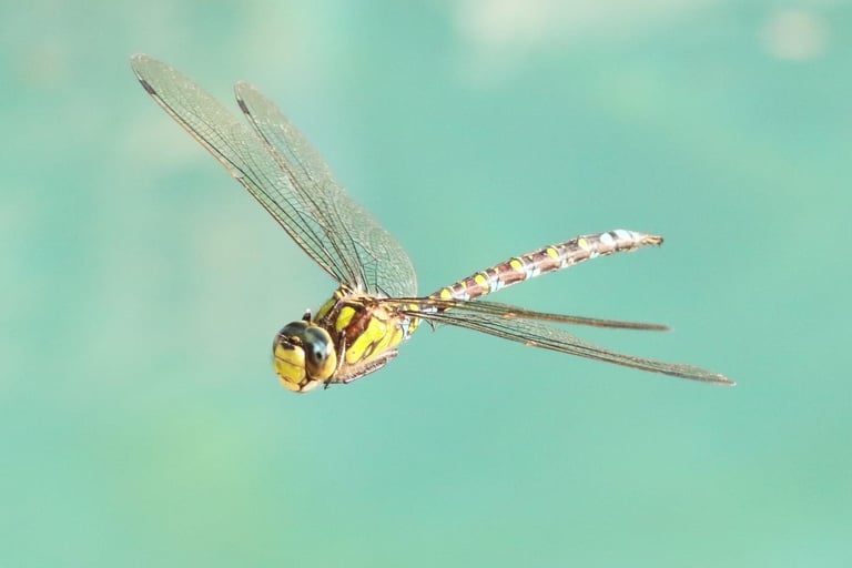 Gold Ringed Dragonfly