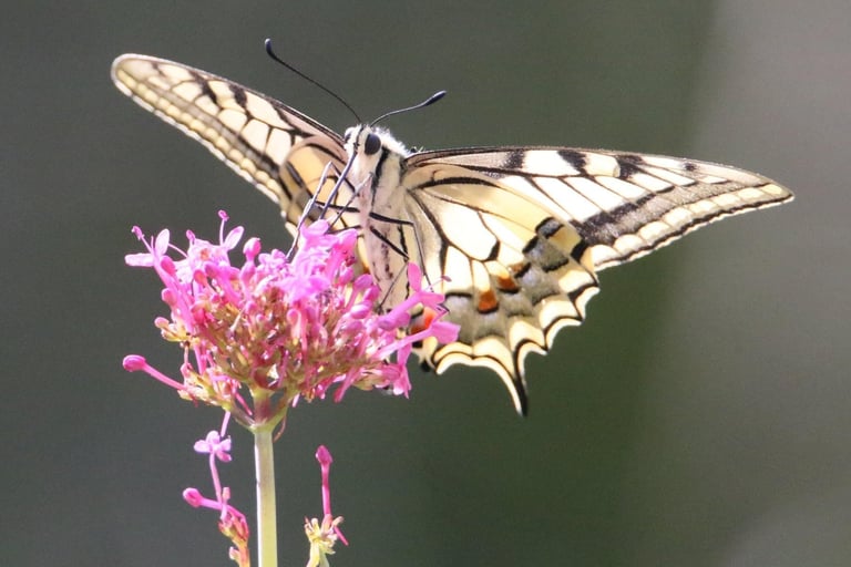A swallowtail butterfly in summer. time