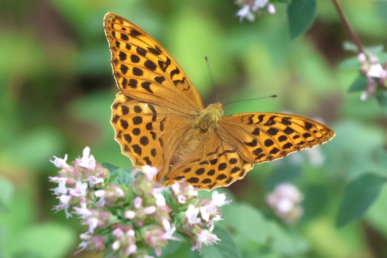 A Fritillary