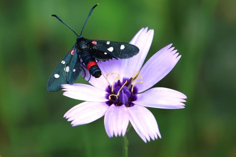 The Burnett Moth