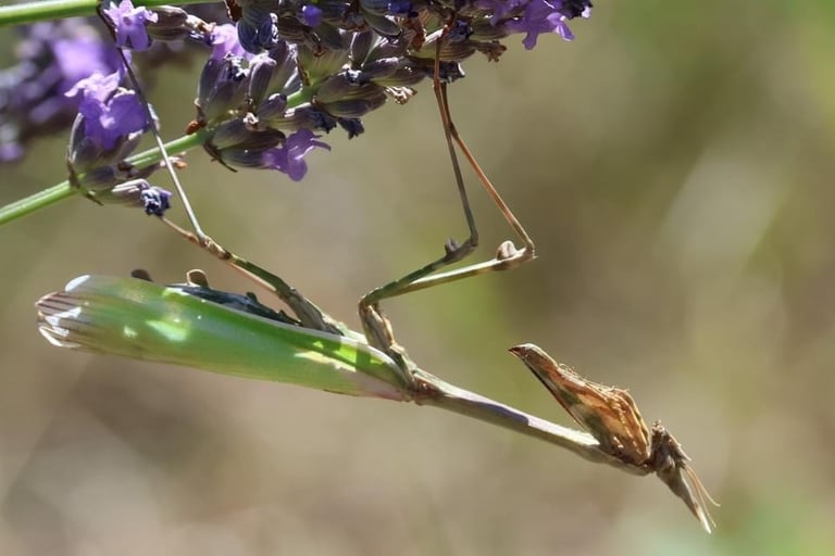 Praying Mantis