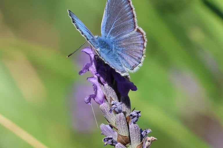 The tiny common blue