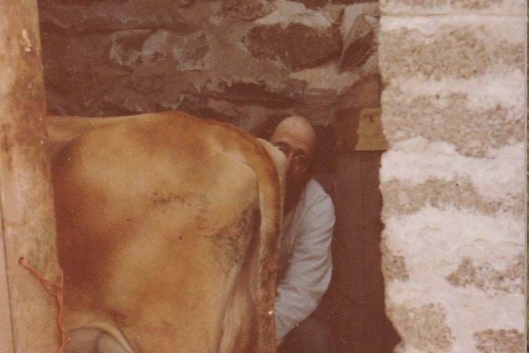 Mildred in the milking shed