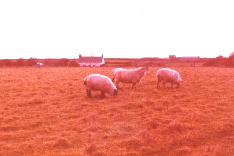 Molly the ewe and her friends