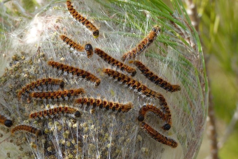 Procesionary moth caterpillars