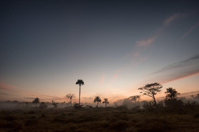 Savanes à l'aube - Guatemala