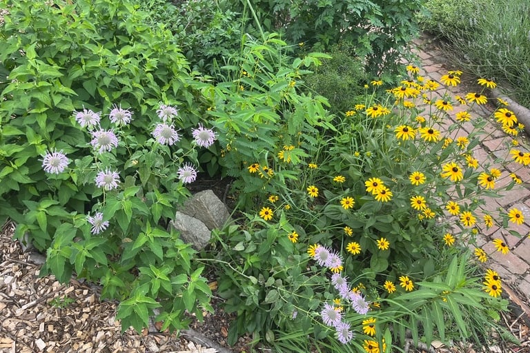 Beautiful native plants in an informal setting