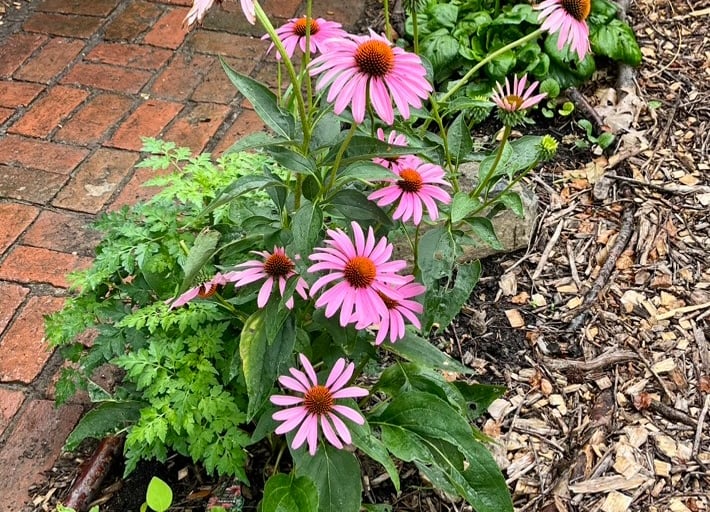 Echinacea purpurea in full bloom