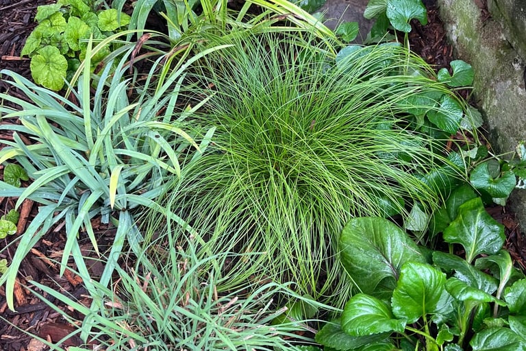 An array of shade tolerant native plants