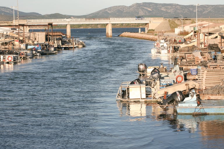 espace cochylincole de Leucate