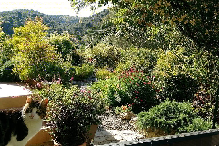 jardin du sud verdoyant