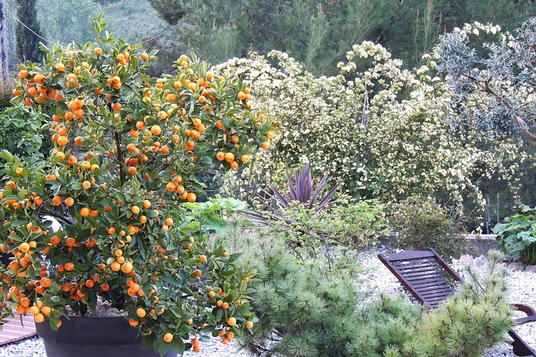 jardin en fin d'hiver -agrume, pin nain, cordyline, rosier de Banks, olivier