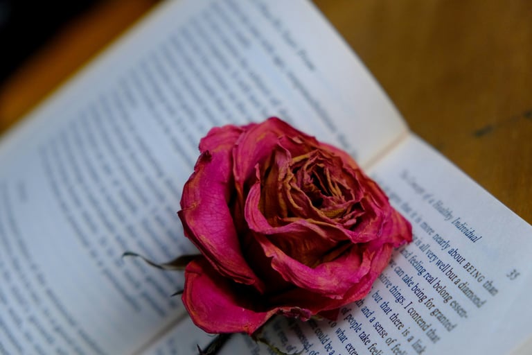 Dried pink rose placed on an open book, evoking themes of healing, tenderness, memory, reflection