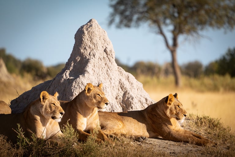 trois lionnes sur une termitière