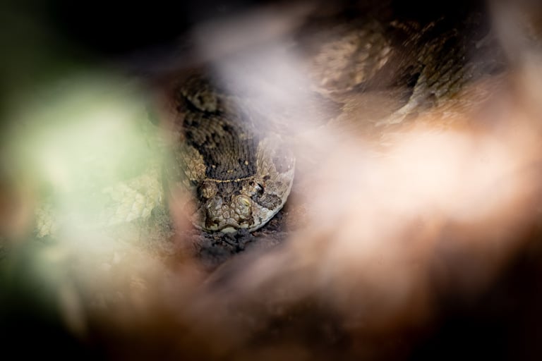 a puff adder in the grass