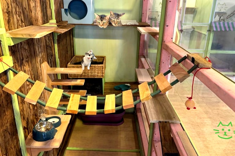 Premium Deluxe Suite with wooden climbing shelves, cozy sleeping spots, and natural light at The Cat