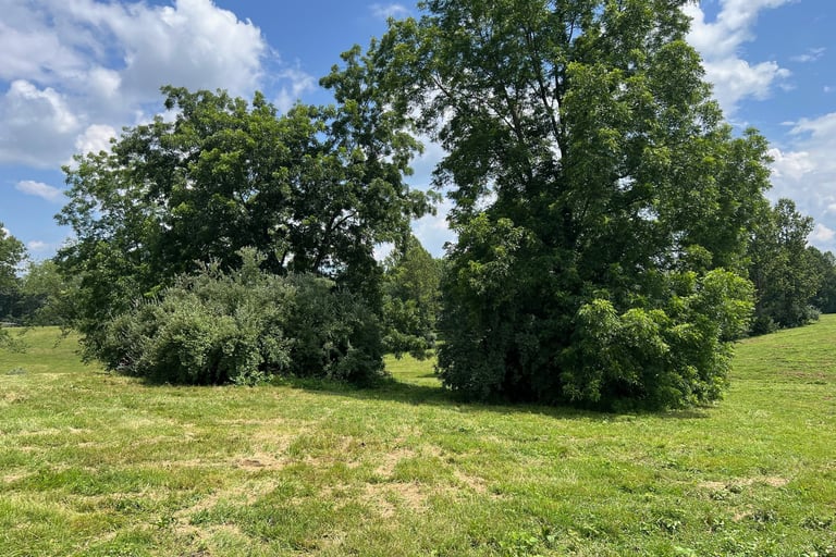 Tulip Poplars, pecan trees, and russian olive bushes in Culpeper, VA