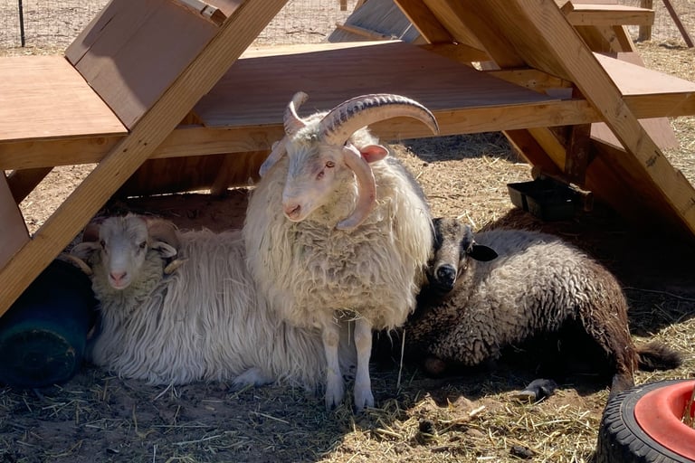 2 Navajo-churro rams and 1 Barbados Blackbelly ram
