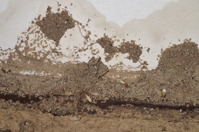infestação por cupim de solo