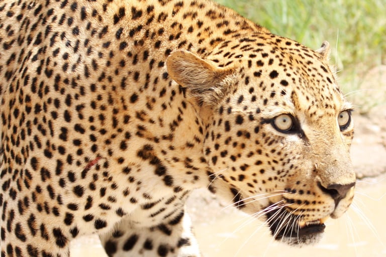 A wild African leopard with golden spotted fur stalks through the savanna grass.